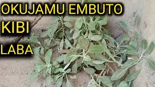 Abuuza Edagala Elijjamu Olubuto Manya Bino - KOJJA ALLAN OMUMANYI NE SSENGA