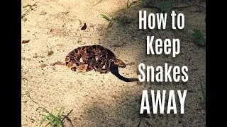 How to Keep Snakes Out of Your Yard This Summer