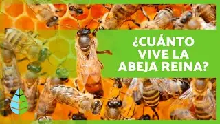 ¿Cómo es la ABEJA REINA? 🐝👑 | Tamaño, Funciones y Ciclo de Vida de la ABEJA REINA 🍯