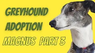 Greyhound adoption -Magnus Part 3