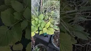 Rabsberry