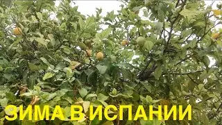 VLOG: ЗИМА В ИСПАНИИ (ВАЛЕНСИЯ) ЯНВАРЬ. Ежедневные влоги 18.01.2019