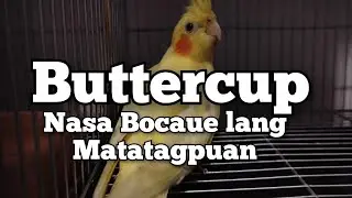 Buttercup Cockatiel sa Bocaue Pet Market
