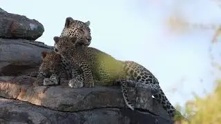 Jasiri female leopard & cubs