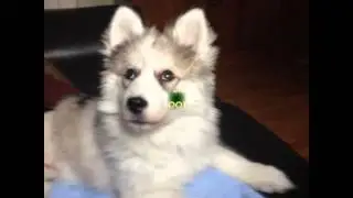 Tragic husky puppy loses fight for life! Don't buy from bad breeders!