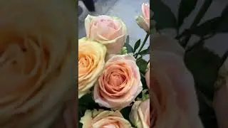 Ольга Гапеева. Центр культуры речи ‘Голос сердца’.