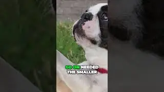 The Surprising Origins of Boston Terriers (Bull and Terrier Ancestry)