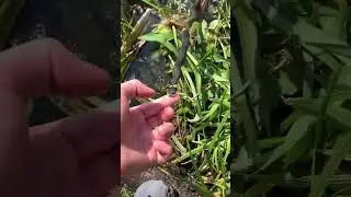 Удивительная рыбалка