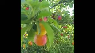 01 јуни 2024