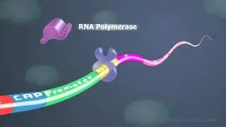 medical videos Lac Operon
