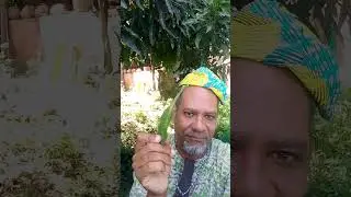 folhas de xango
