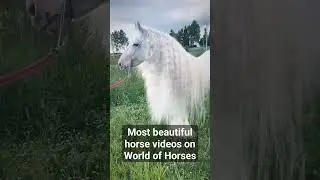 most beautiful horses videos! check it out!! 