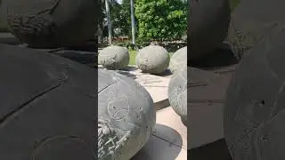 Кот спрятался в черепахе! 