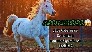 ¿Qué significan REALMENTE las expresiones faciales de los caballos?