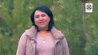 Катта дарахтларни кўчириб ўтқазиш технологияси