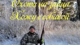 #охота. #охота2021. Охота на зайца. Хожу с собакой.