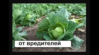 От вредителей капусты