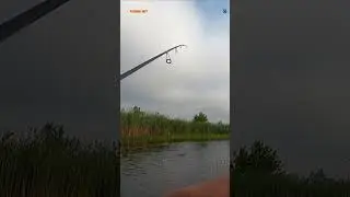 #shorts КРАСНОПЕРКА НА ПОПЛА ПОППЕР