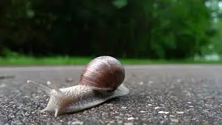 A snail - When you have too much time left...