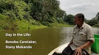 Day in the Life - Bonobo Caretaker Stany Mokando