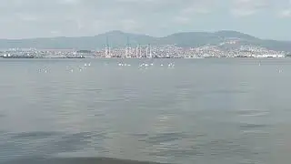 Gölcüklü flamingolar sahilden çok sevimliler.