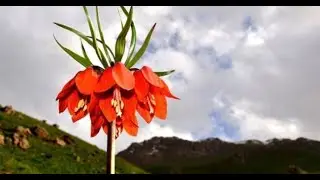 Argeş - Heval Adıl