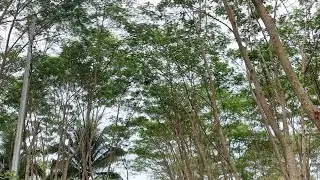 Laag sa Bukid be Like / Nanguha ug Kaimito - Brgy. Tugas Laag
