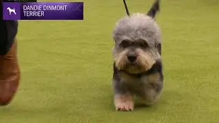 Dandie Dinmont Terriers | Breed Judging 2024