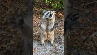 Raccoon dance #raccoon #еноты #майами #штаты #флорида #американскаямечта #американцы
