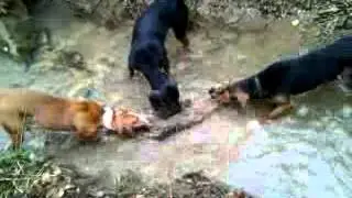 Zagart ne dhelper