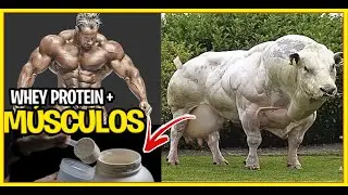 A Ciência da Proteína Whey: Como ajuda na Construção de Músculos #wheyprotein