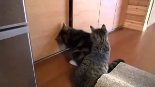 Кошачья взаимовыручка