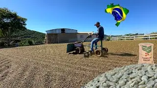 PROCESSO DE SECA DO CAFÉ