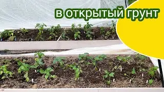Открытый грунт высадка перца сладкого, баклажанов, детерминантных томатов / Минская область