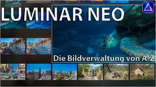Luminar Neo Albums and Catalogs – Explained Step by Step