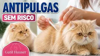 Como aplicar PIPETA para pulgas no GATO quando temos MAIS GATOS - Gatil Hauser