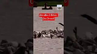 A Pod Of Pelicans #shorts #birds #lakes #pelicans #ritzyventurez