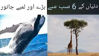 The most biggest animals in the world