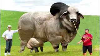 Top 8 hybrid breeds created with Brahman breed-biggest bulls in the world-brahman cow breed