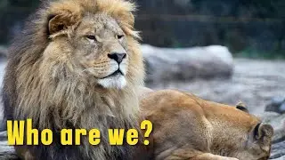 Meet Lion: Fun facts for Kids | Discover Kids Universe | Wonder World Education