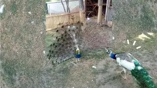 ПАВЛИН РАСКРЫЛ свой ХВОСТ!