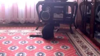 Кошка Лижет лапу