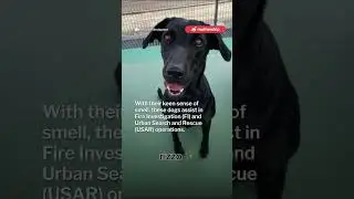 SCDF's K-9 dogs smile after being told they are good boys & girls