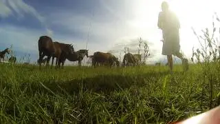 Horse kite.