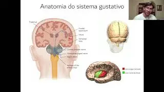 Aula 17 - Sentidos químicos (parte 1)