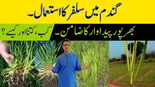 How to Use Sulfur in Wheat for Good Yield-When & How Much | Cyber Agri Extension |