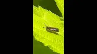 Neighborly Bee