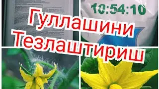 34.  Помидор гуллашини тезлаштириш