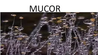 Mucor