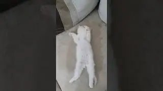 Koltukta Uyuyan Pamuk